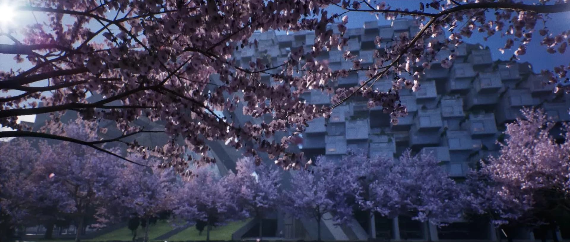 Cherry blossoms in front of a stacked concrete housing complex, in cinemascope